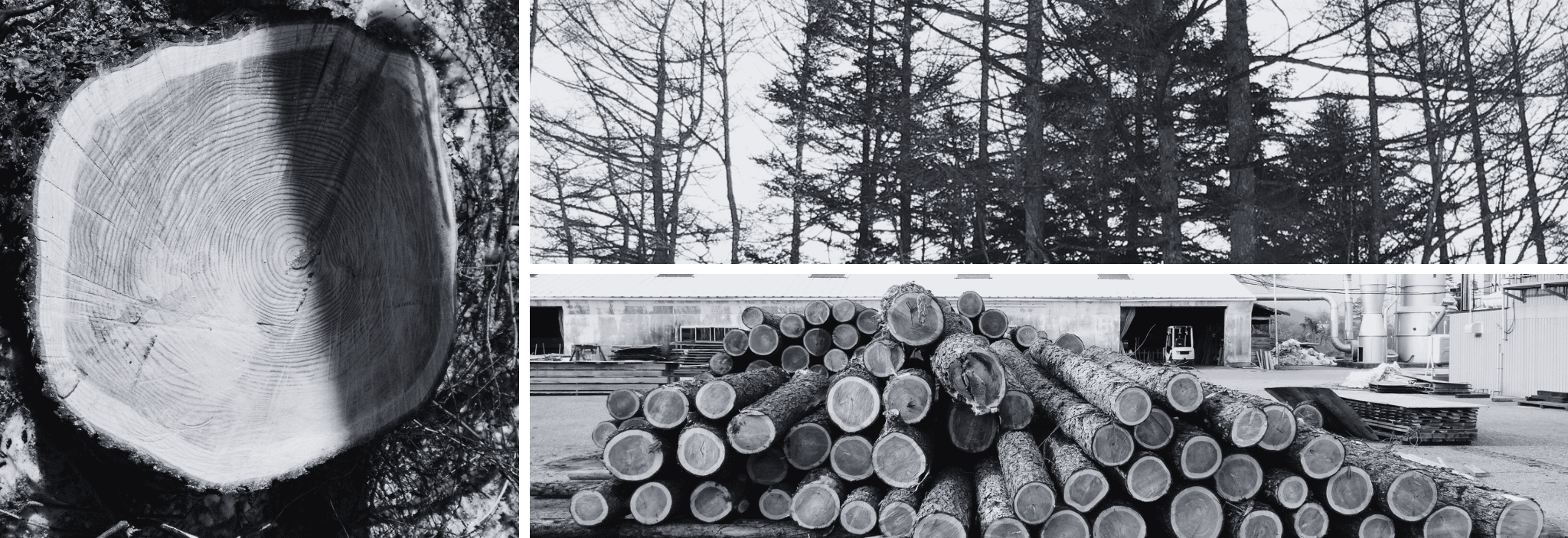 ペットと泊まれる軽井沢の貸別荘 | DOG DEPT GARDEN HOTEL 軽井沢施設誕生まで　カラマツ